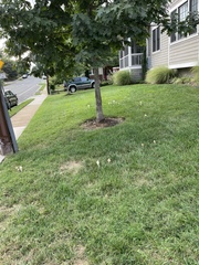 Saproamanita thiersii