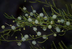 Acacia gonophylla