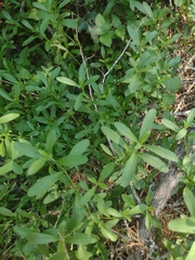 Dyschoriste linearis