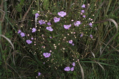 Agalinis tenuifolia