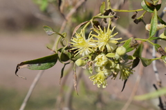 Clematis montevidensis
