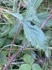 Rubus hispidus