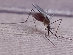 Anopheles plumbeus