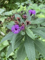 Vernonia