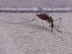 Anopheles plumbeus