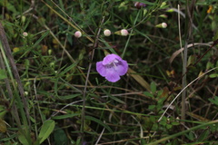 Agalinis tenuifolia