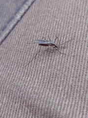 Anopheles plumbeus