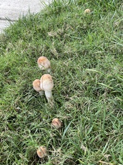 Saproamanita thiersii