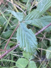 Rubus hispidus