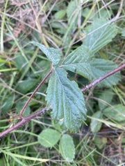 Rubus hispidus