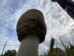 Saproamanita thiersii