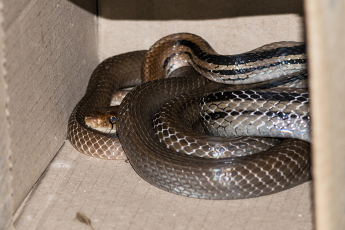 Photo of a Radiated Ratsnake (Coelognathus radiatus)