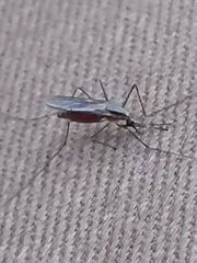 Anopheles plumbeus