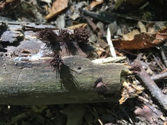 Stemonitis axifera