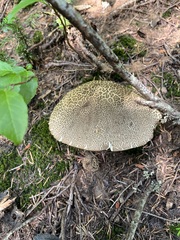 Caloboletus frustosus