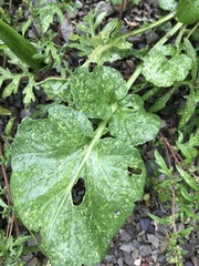Barbarea vulgaris