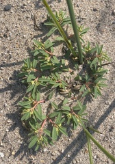 Euphorbia polygonifolia