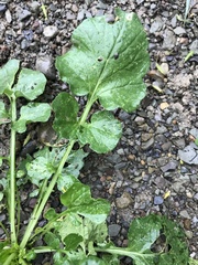 Barbarea vulgaris