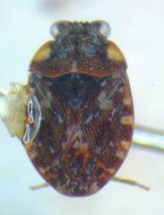 Ochterus
