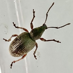 Otiorhynchus cribricollis