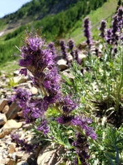 Phacelia sericea