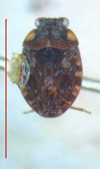 Ochterus