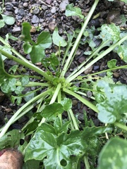 Barbarea vulgaris