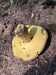 Caloboletus frustosus