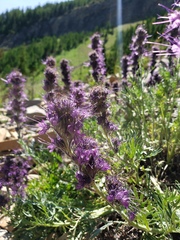 Phacelia sericea