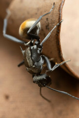 Polyrhachis ammon
