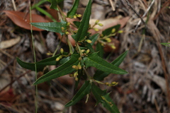 Podolobium ilicifolium