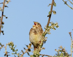 Emberiza calandra