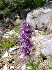 Phacelia sericea