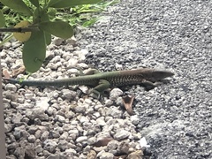 Ameiva ameiva