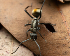 Polyrhachis ammon