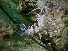 Phyllodesmium poindimiei