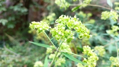 Eupatorium lindleyanum