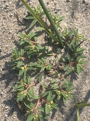 Euphorbia polygonifolia