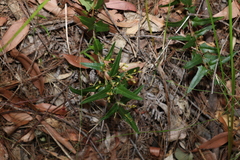 Podolobium ilicifolium