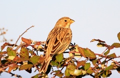 Emberiza calandra