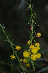 Acacia retrorsa