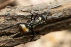 Polyrhachis ammon