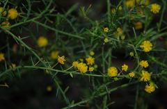 Acacia retrorsa