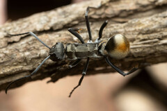 Polyrhachis ammon