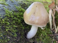 Pluteus petasatus