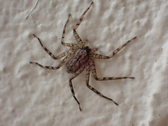 Selenops submaculosus