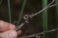 Eucalyptus eugenioides