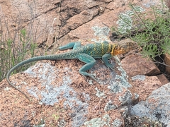 Crotaphytus collaris