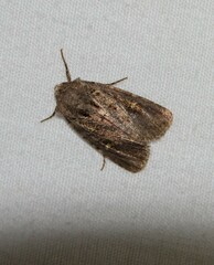 Lacinipolia renigera