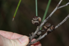 Eucalyptus eugenioides